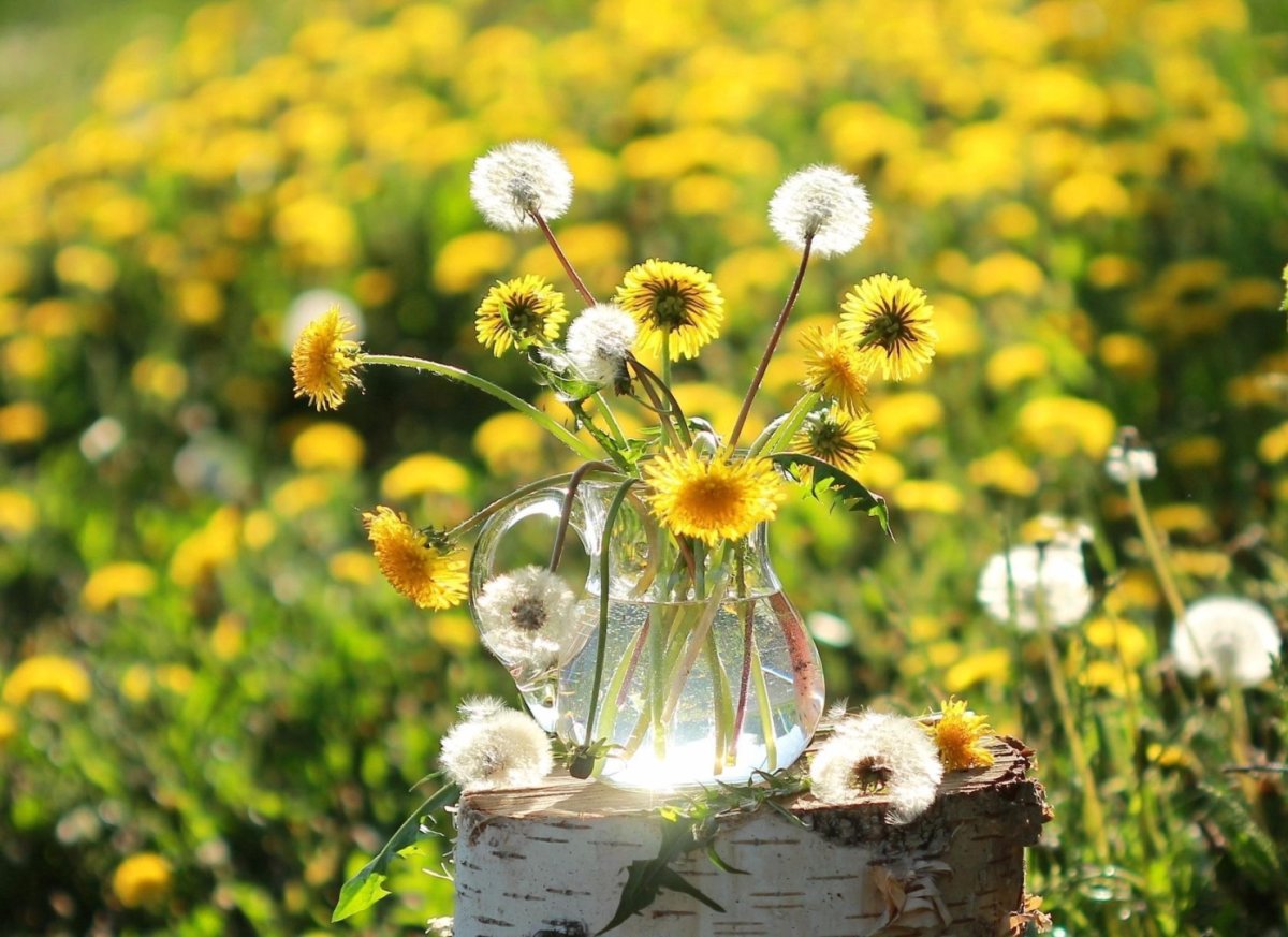 Веселые Подсолнухи