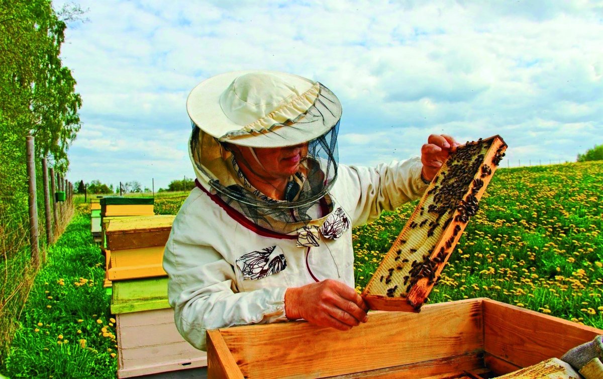 Пасечник профессия