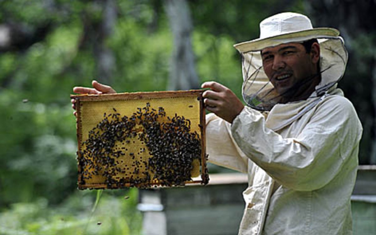 Башкиры Пчеловодство