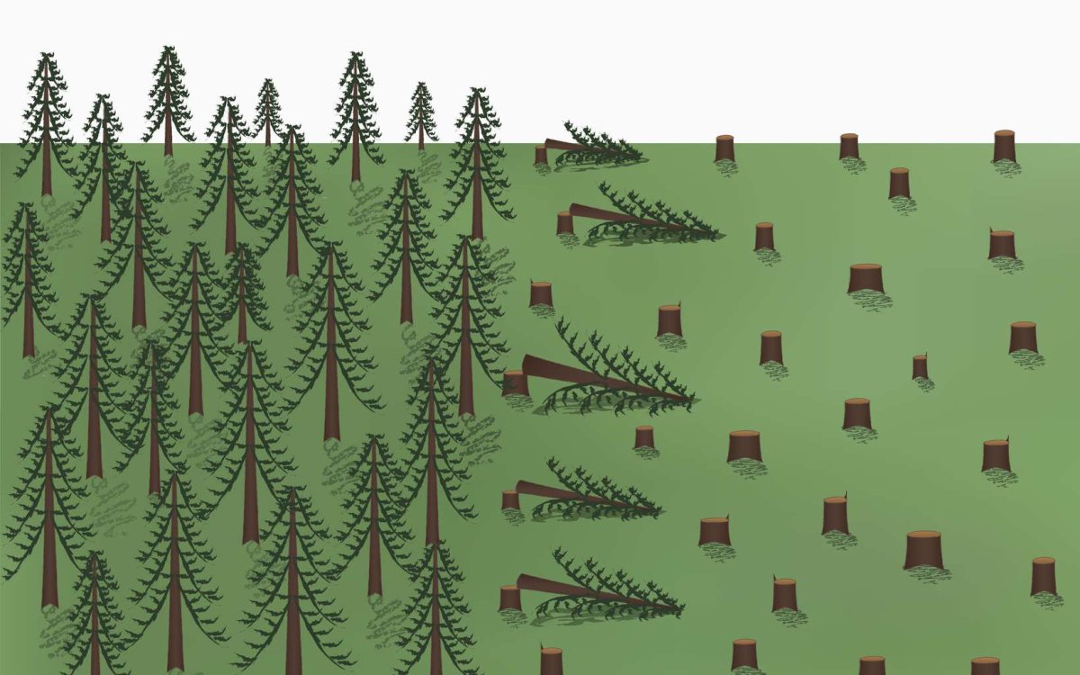 Рубка деревьев для детей