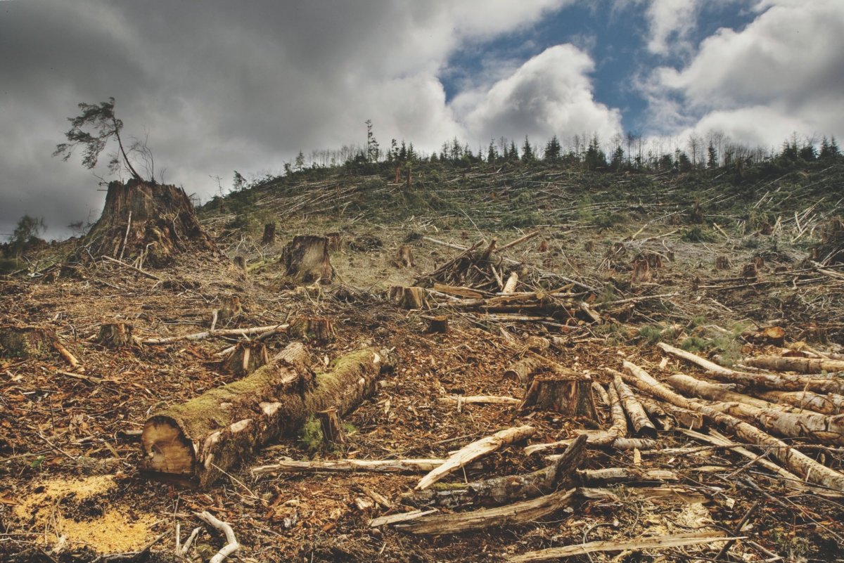 Лес мультяшный