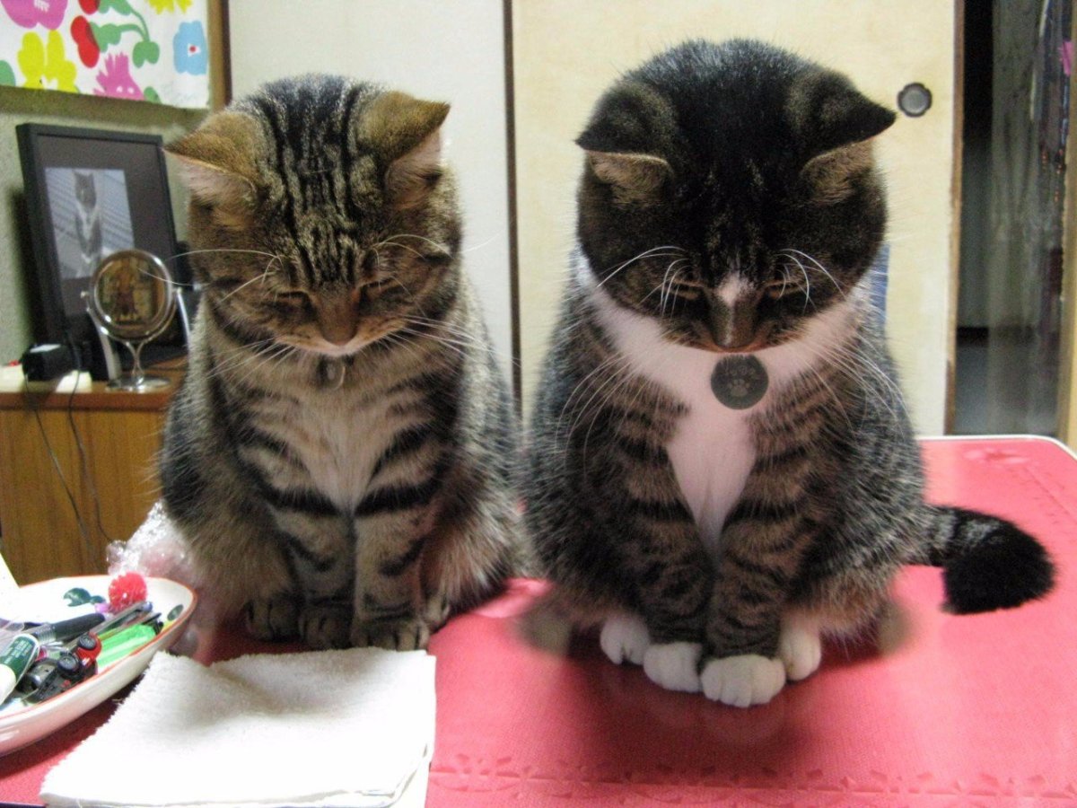 Милые пикчи прости