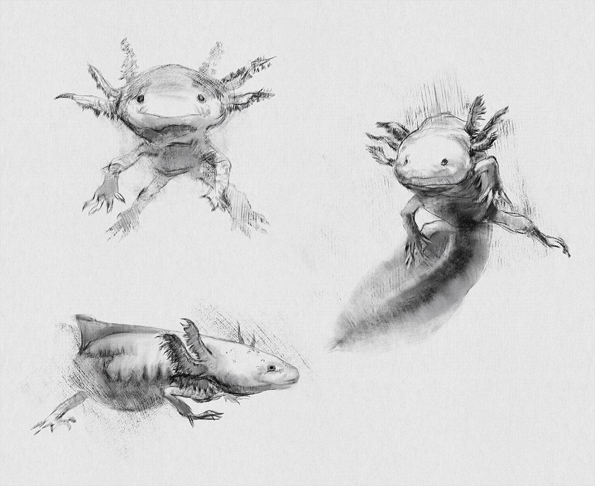 Аксолотль акварелью