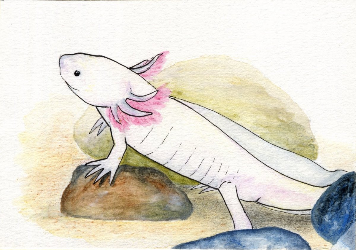 Аксолотль зарисовки