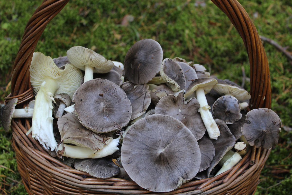 Рядовка гигантская