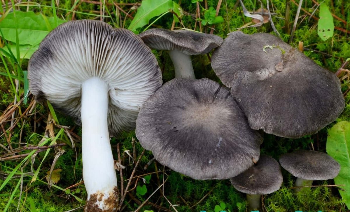 Рядовка серая Tricholoma portentosum.