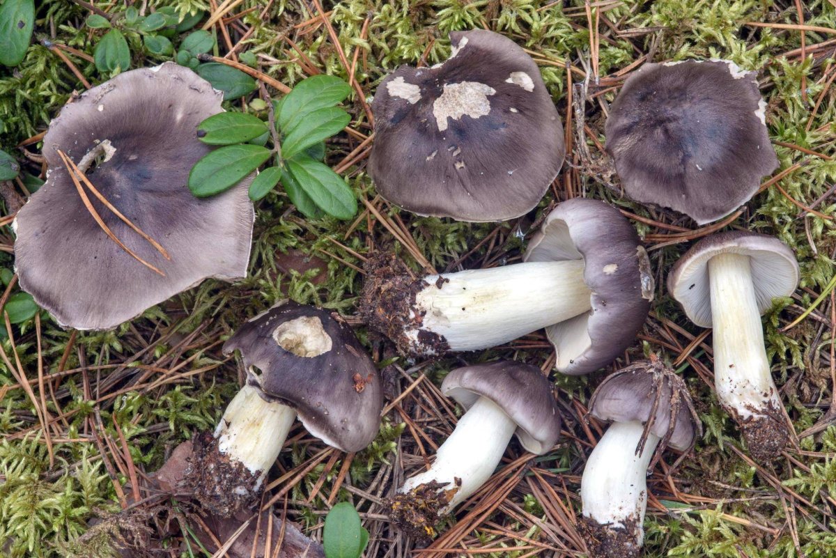 Грибы Петушки рядовки