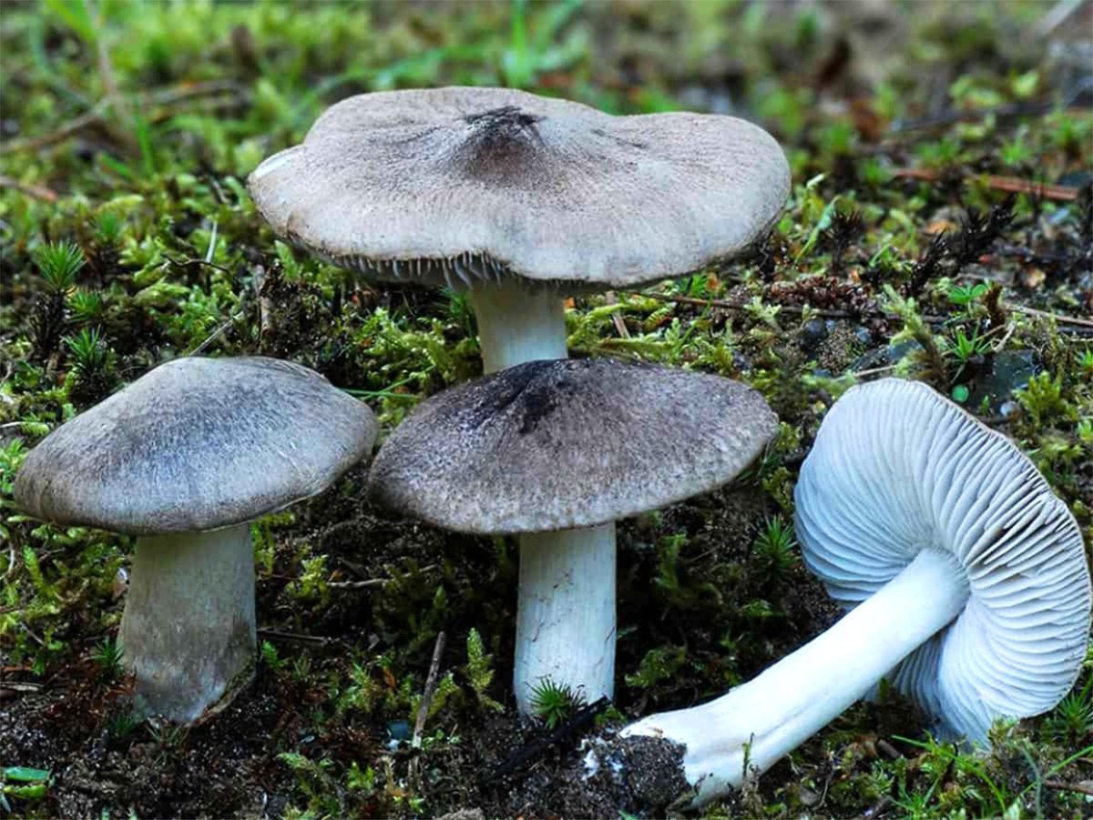 Рядовка землистая Tricholoma terreum