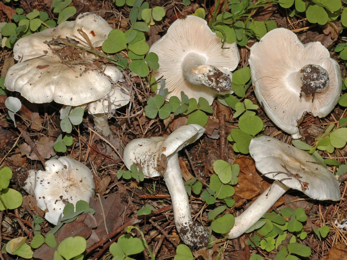 Грибы Tricholoma columbetta