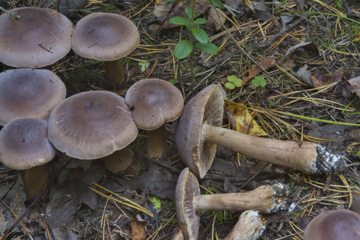 Грибы Крыма рядовка коричневая