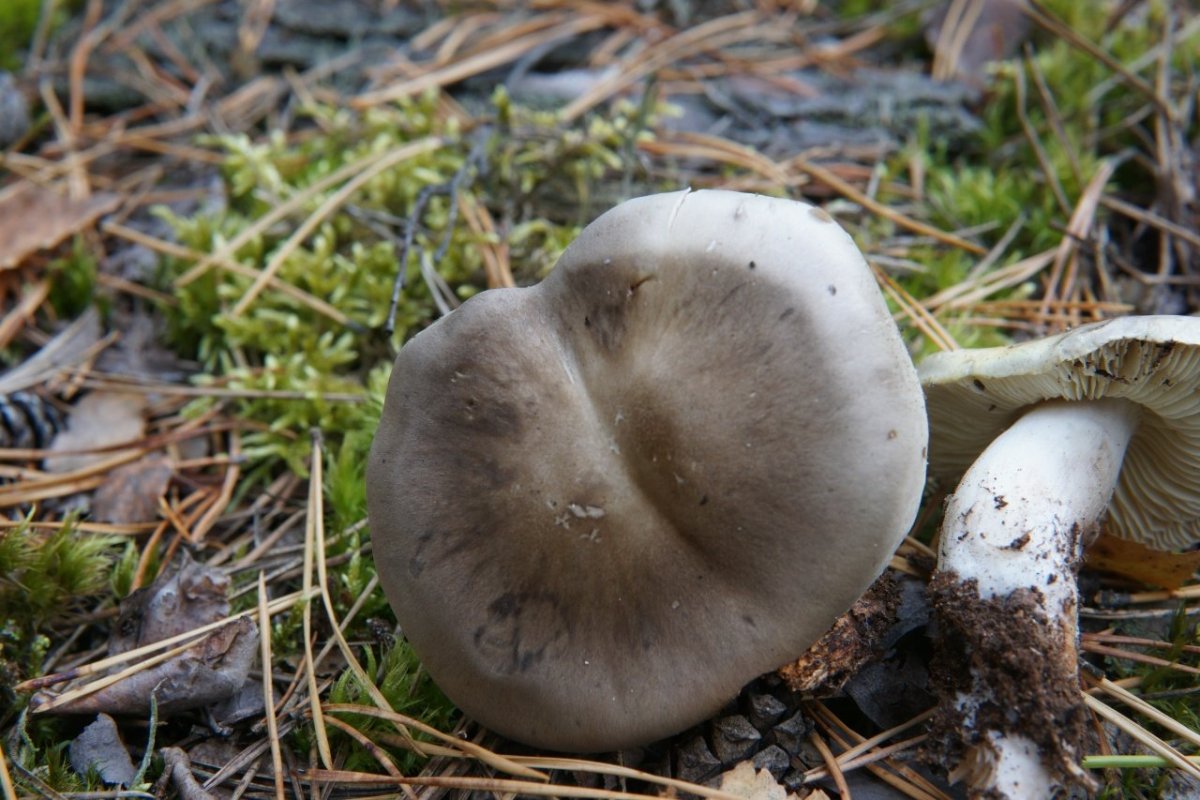 Рядовка мыльная Tricholoma saponaceum