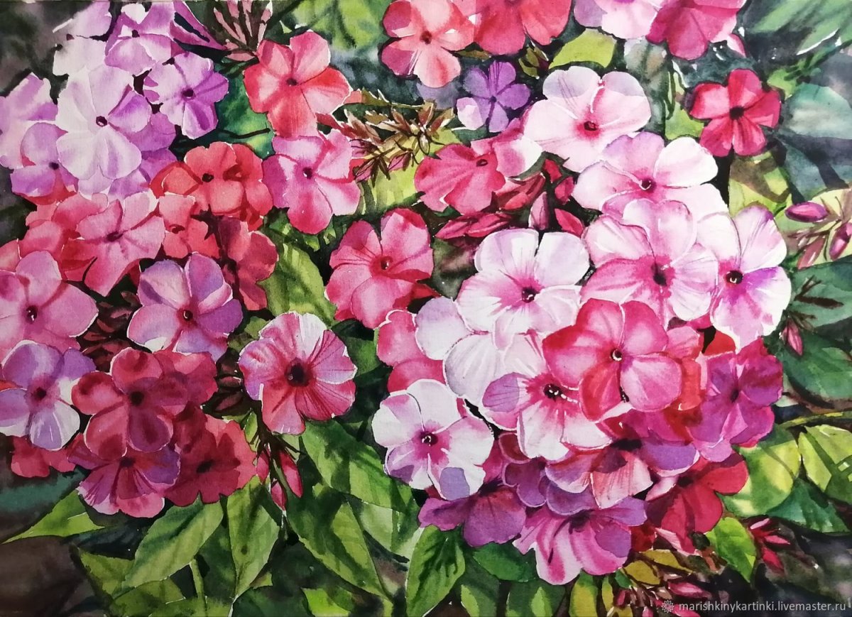 Флокс Анфиса