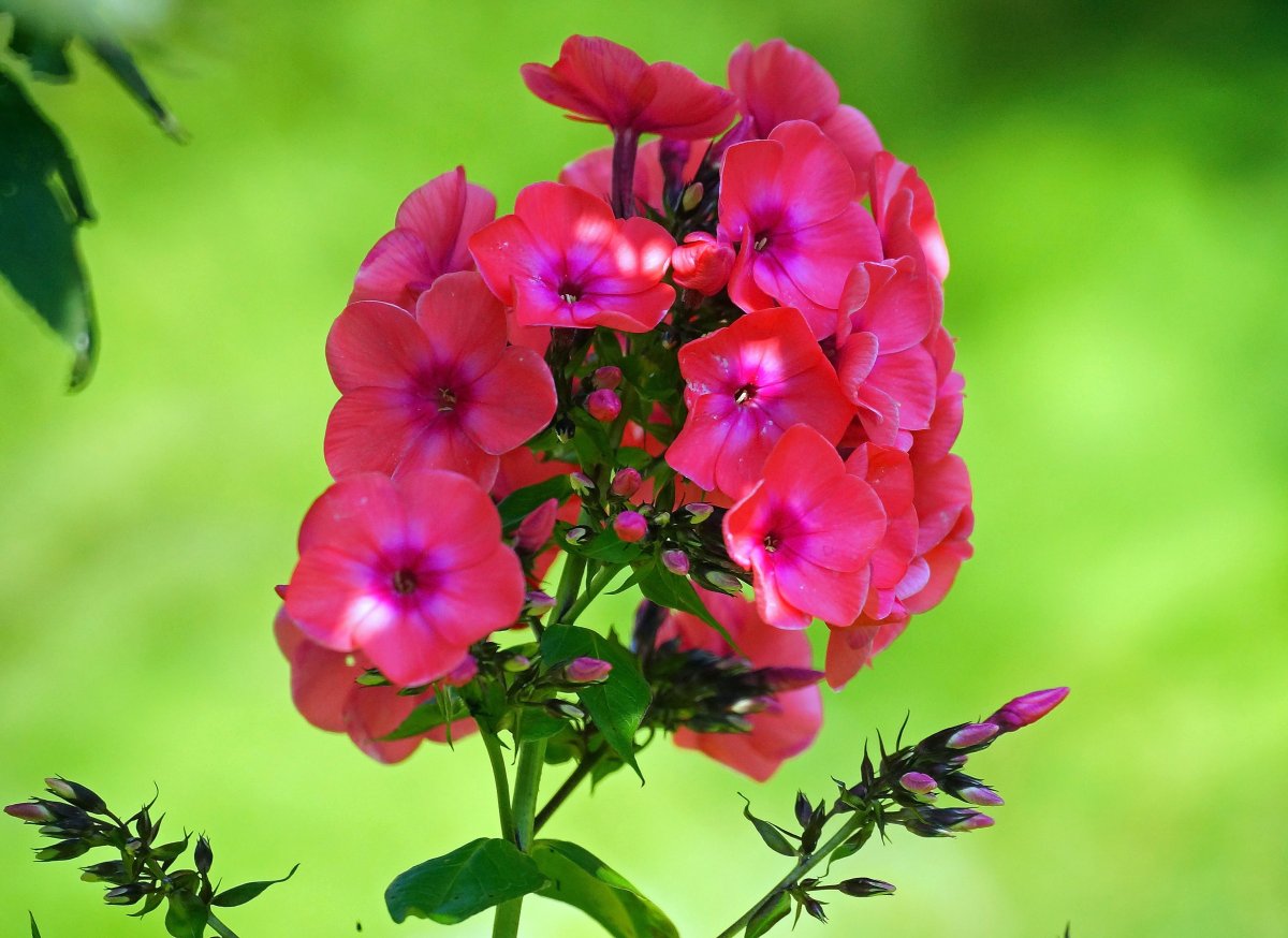 Фоторамка с флоксами