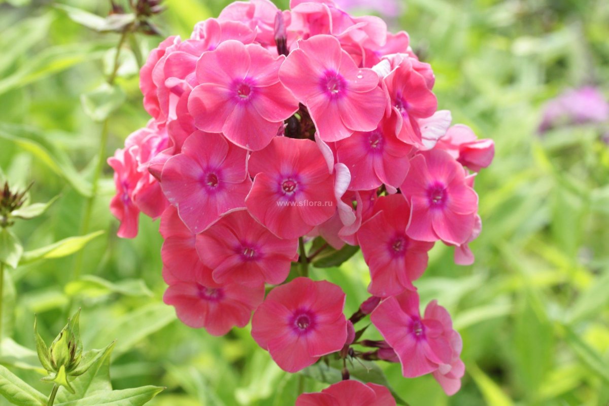 Флоксы в живописи маслом