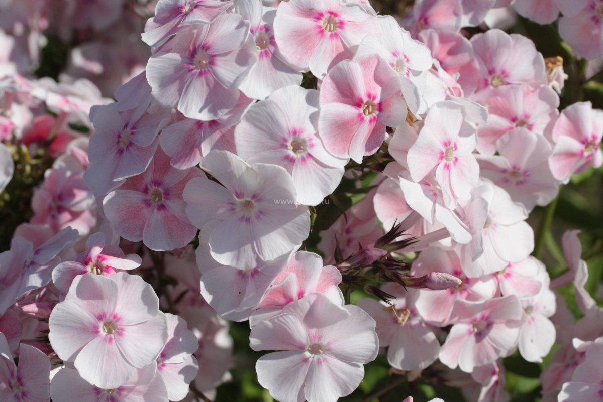 Флокс метельчатый Геркулес