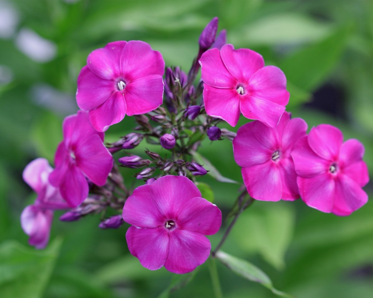 Флокс метельчатый Мари