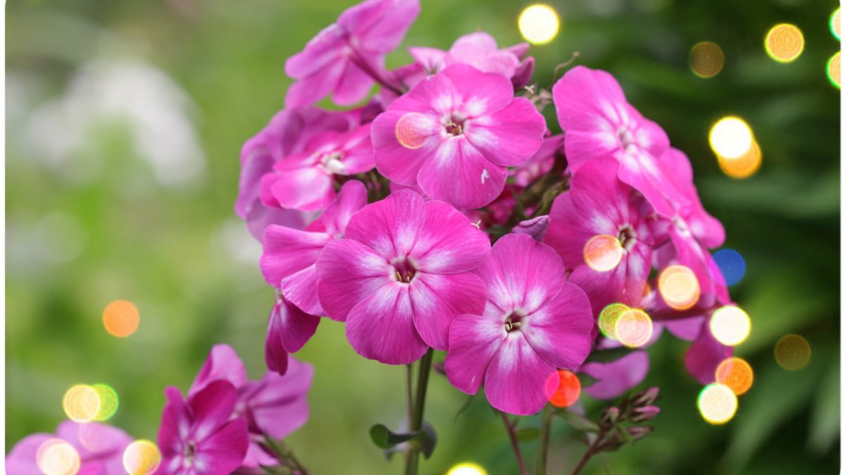 Флокс метельчатый макро