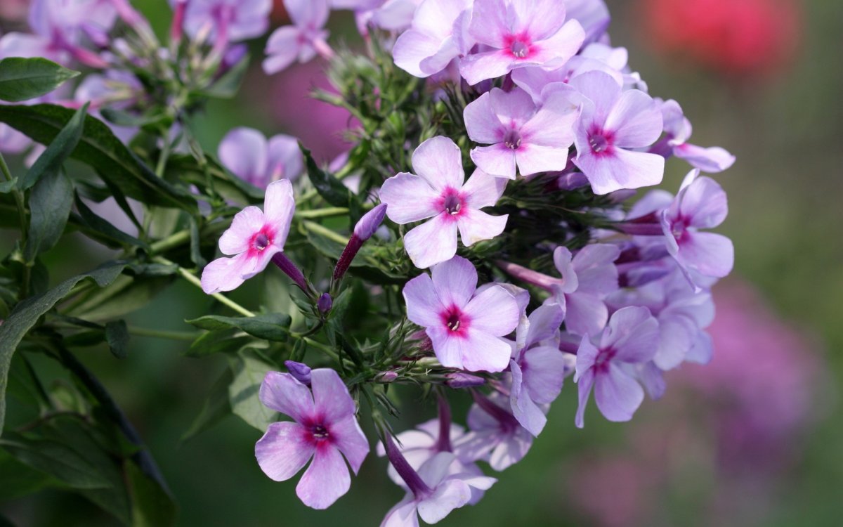 Флокс метельчатый шиловидный