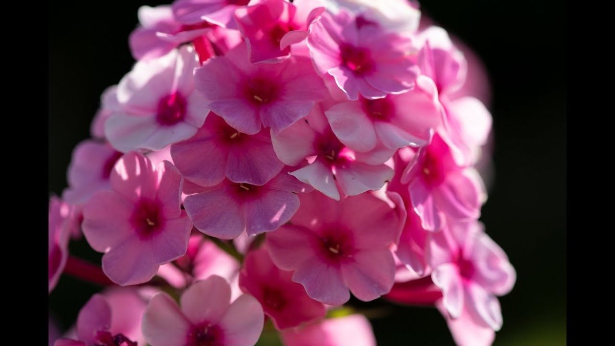 Флоксы из фоамирана