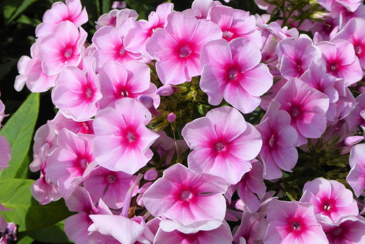 Флокс испанка