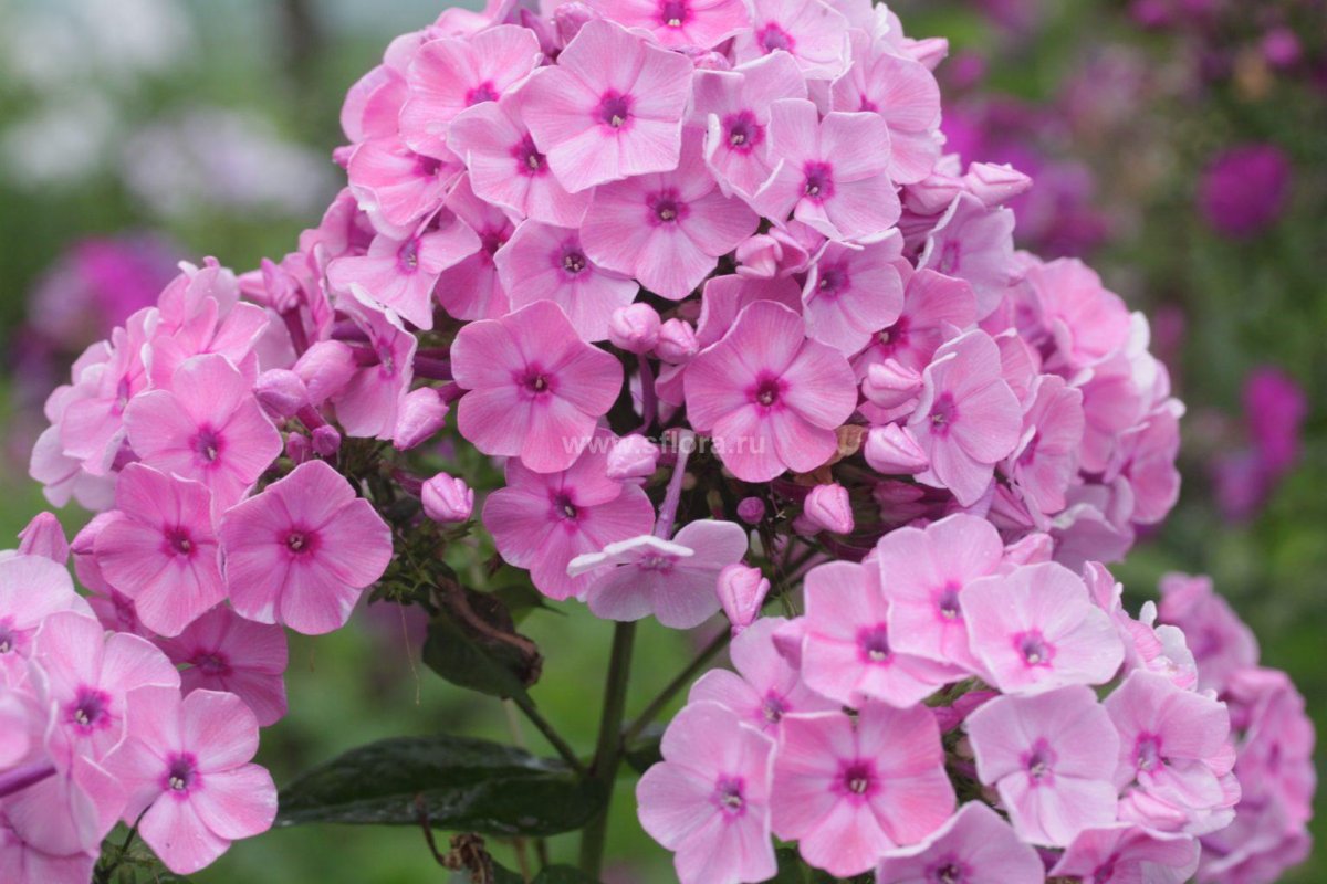 Флокс метельчатый