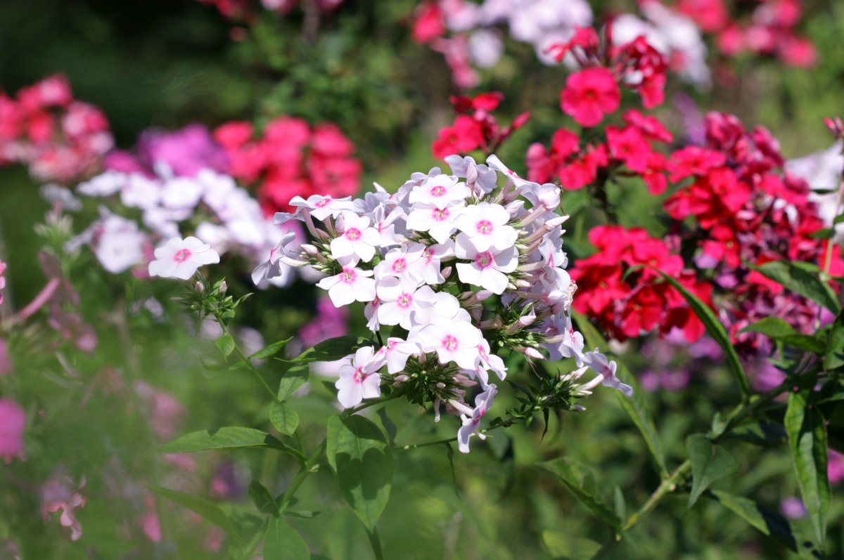 Флокс букетный