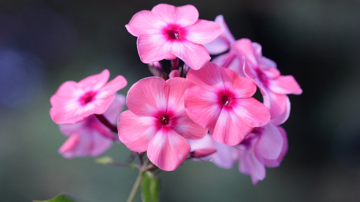 Флокс Илларион