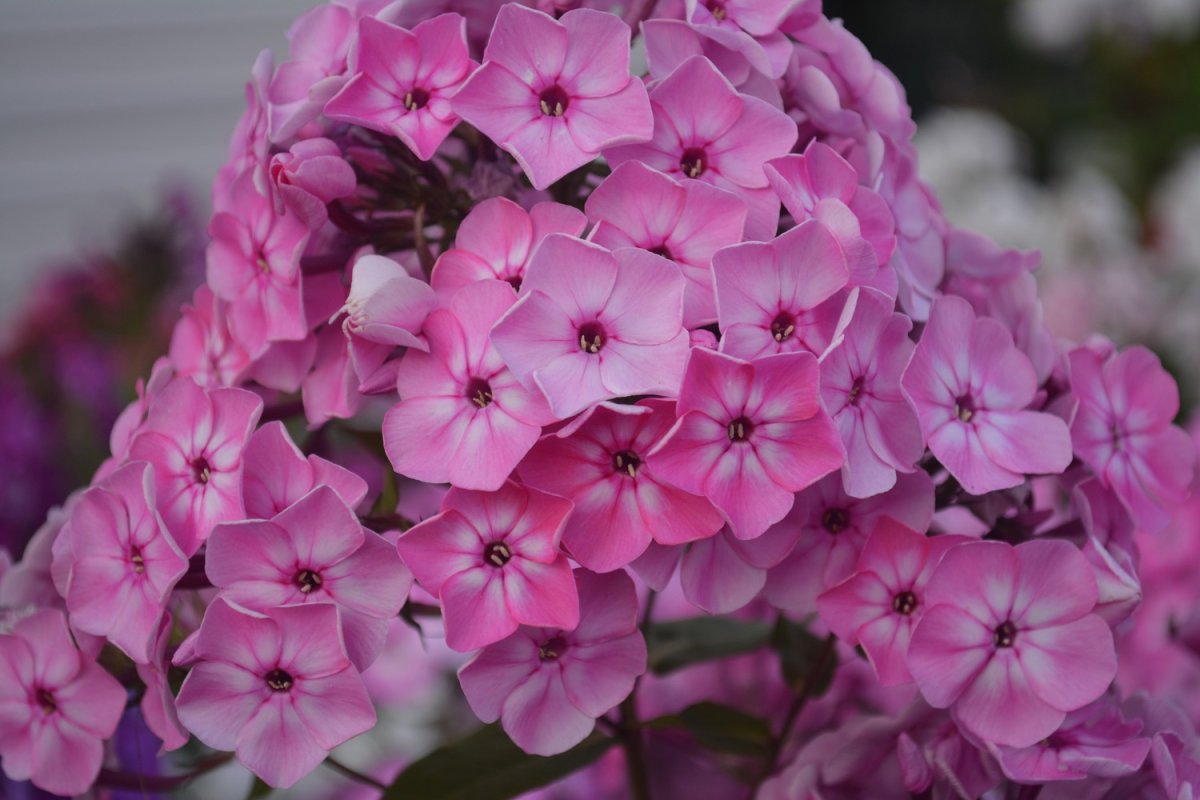 Флоксы букет