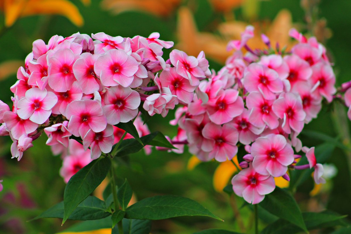 Поделка Флокс