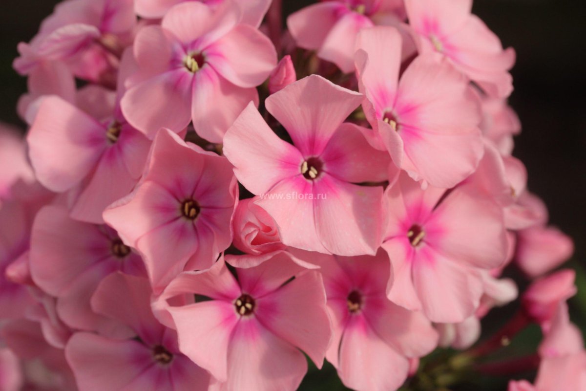 Флоксы цвета