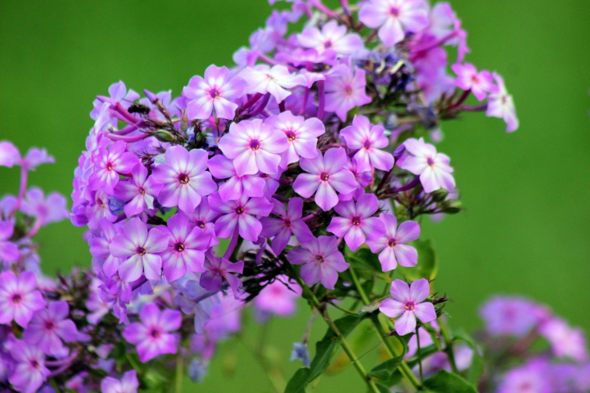 Фотоклипарт Флоксы