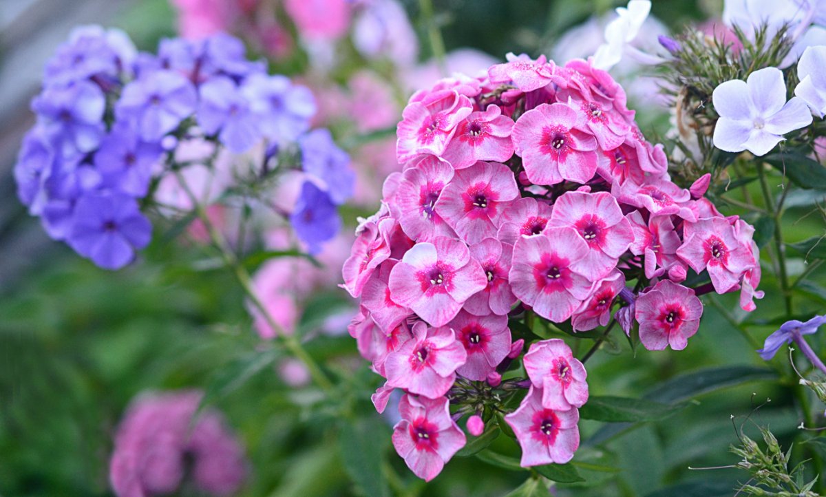 Флокс метельчатый ред