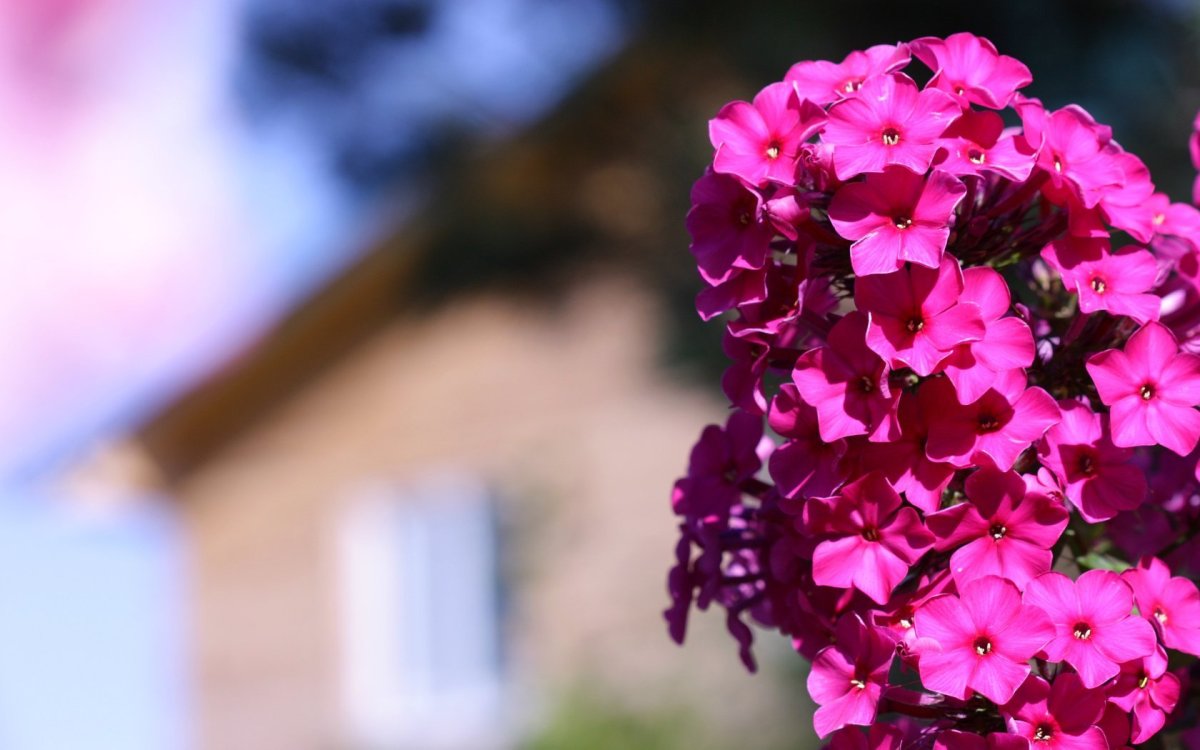 Ростки флоксов