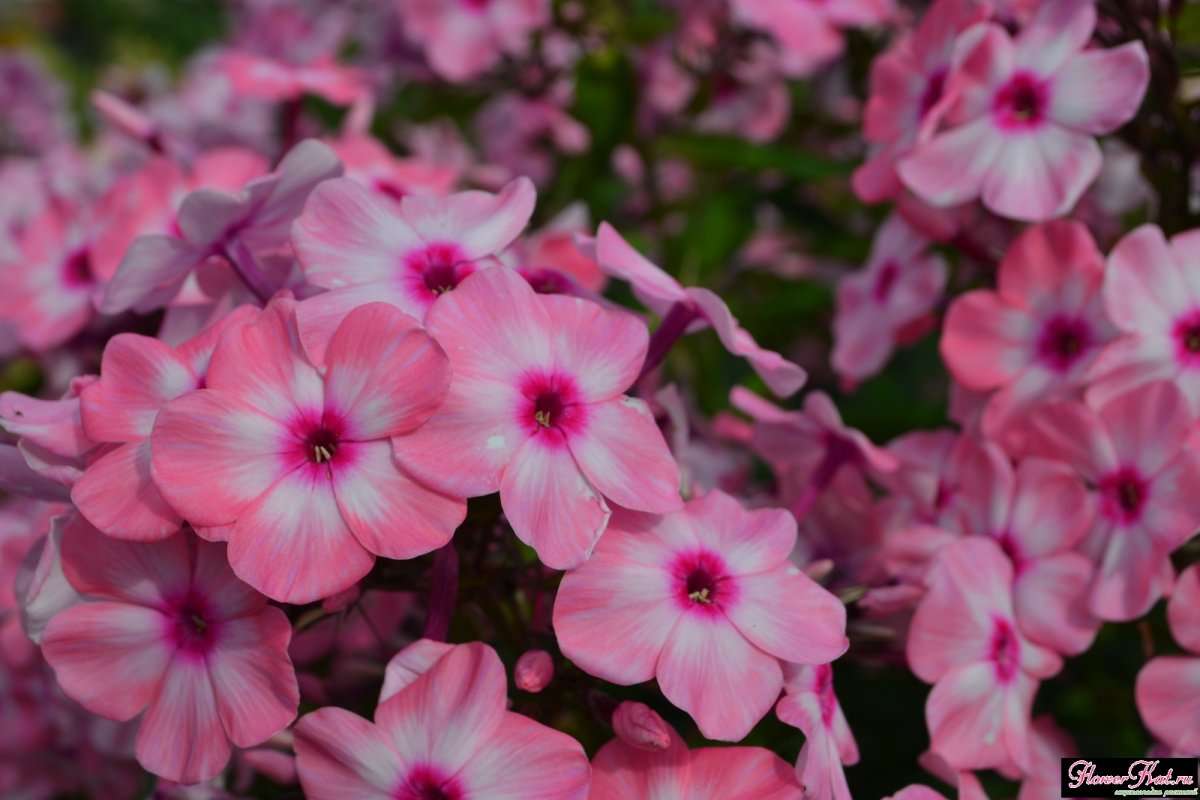 Флокс Флейм Виолет Шарм