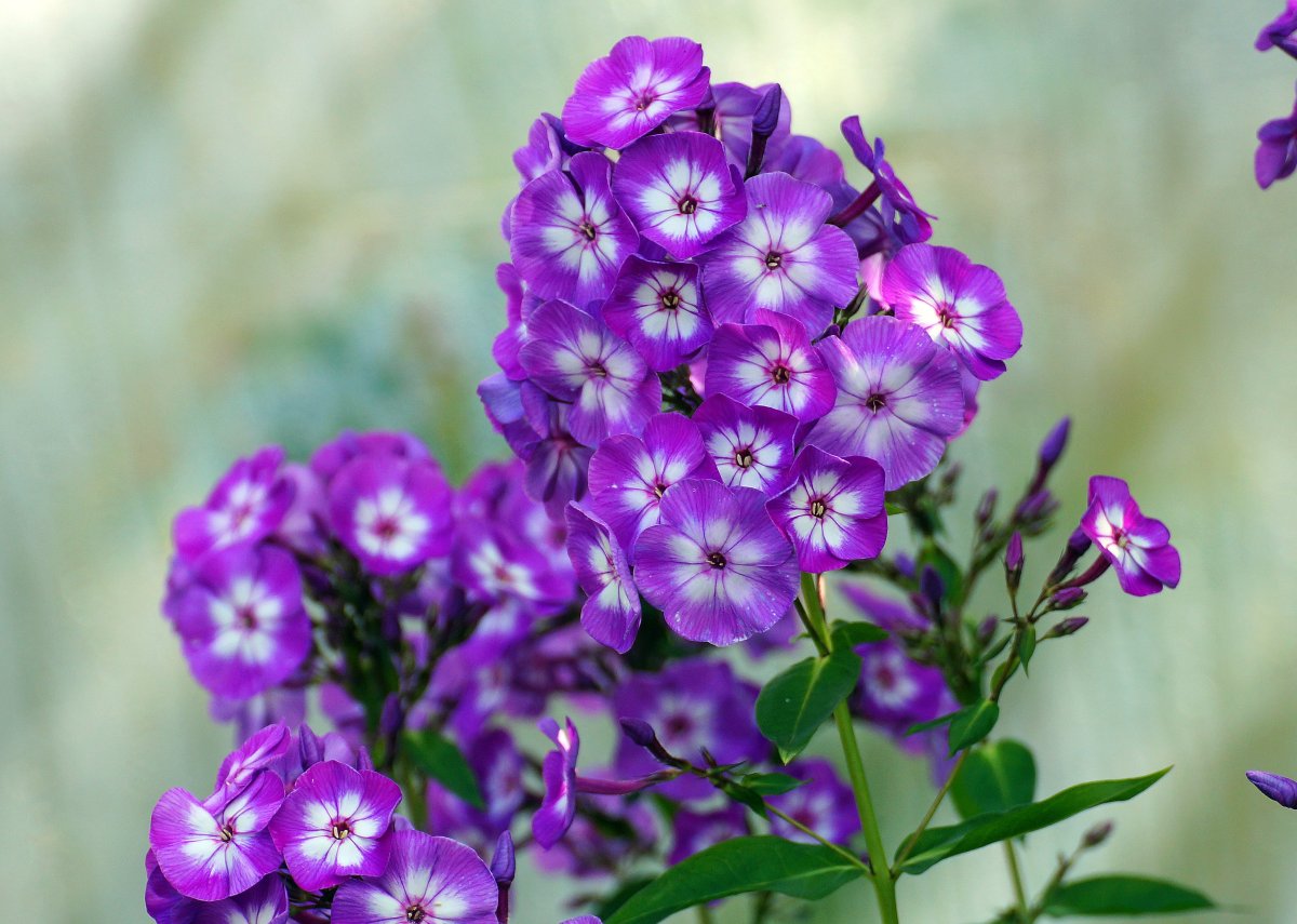 Флокс метельчатый старберст