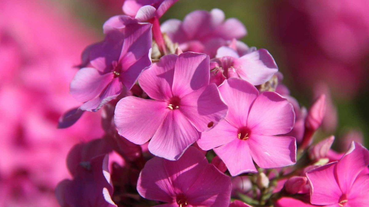 Флоксы многолетние фуксия