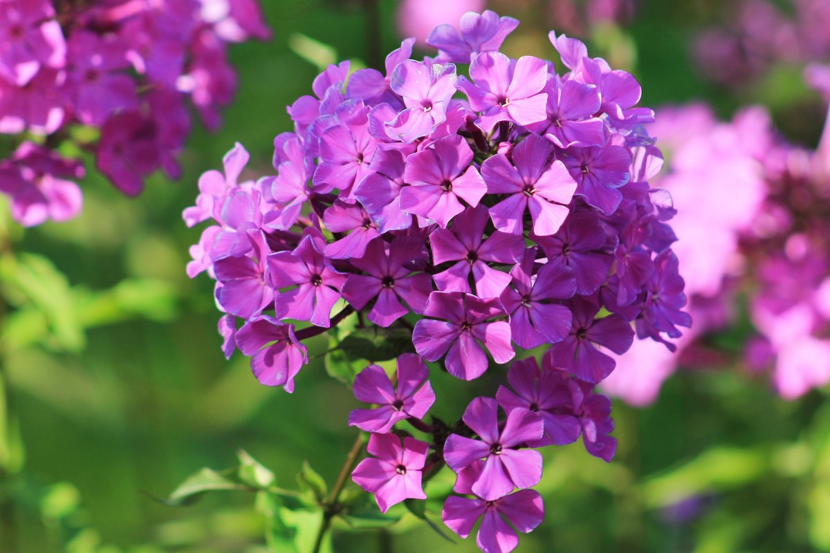 Флокс метельчатый