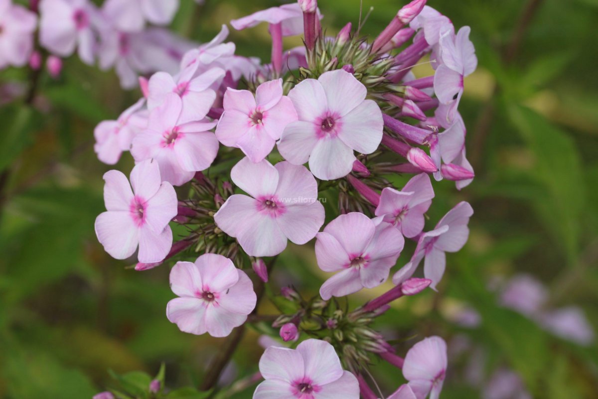 Флокс Свиззл Swizzle