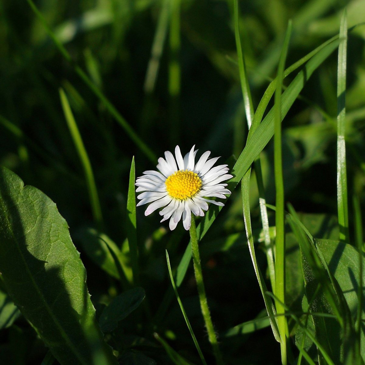 Одинокая Ромашка