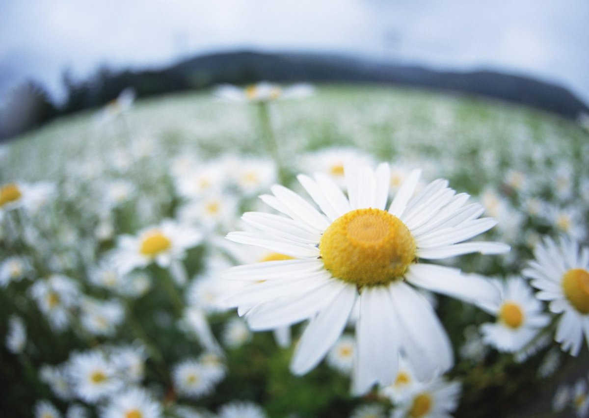 Ромашки на рассвете
