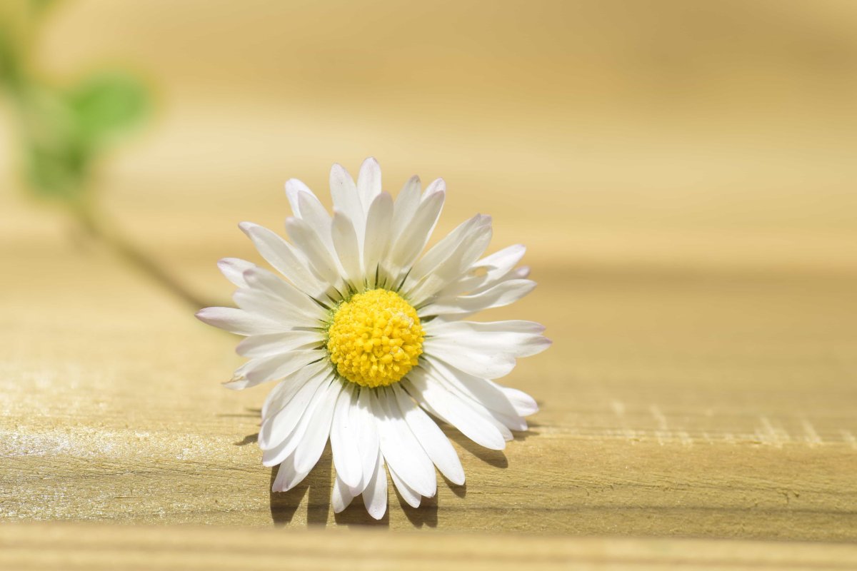 Одна Ромашка в поле