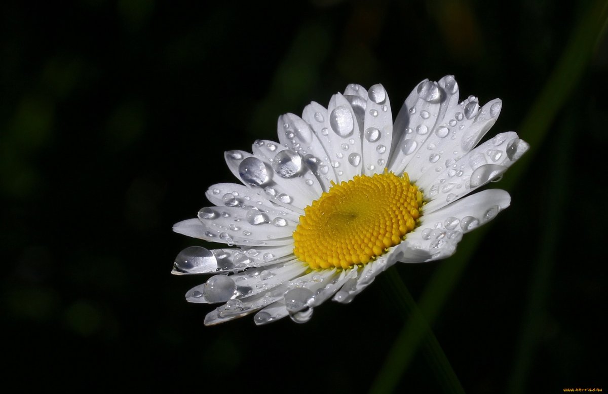 Ромашка Макросъемка