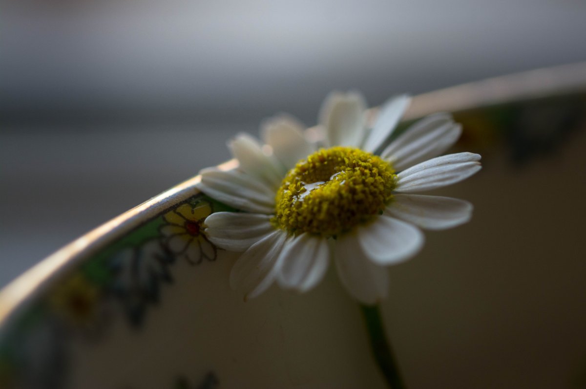 Одинокий цветок ромашки