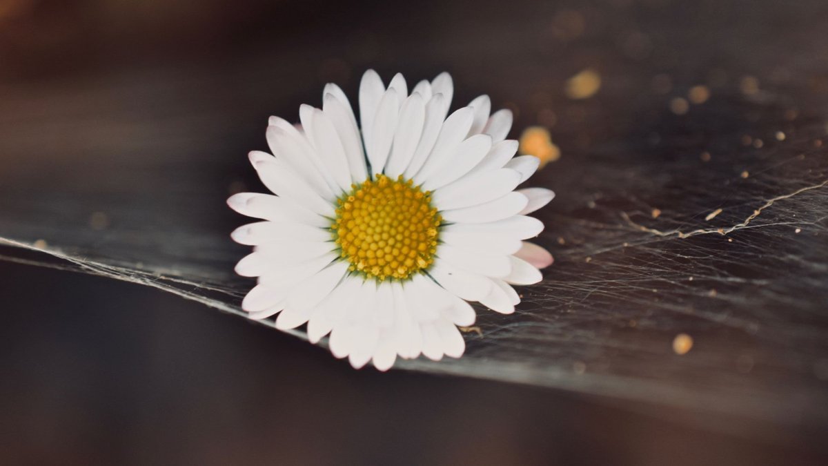 Одинокая Ромашка