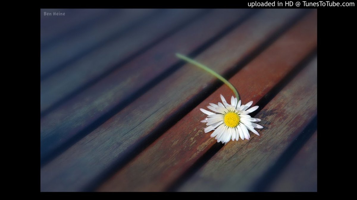 Ромашки на фоне воды