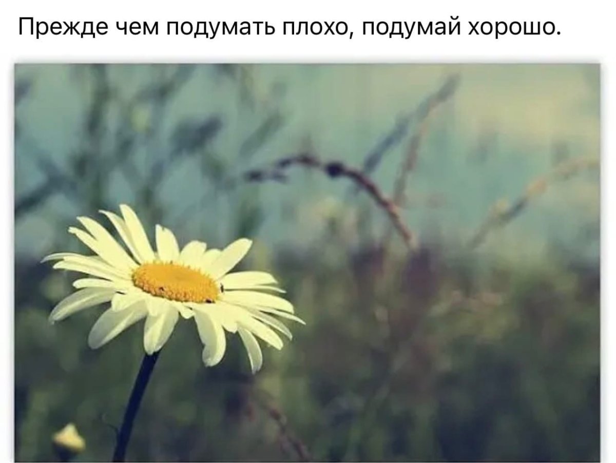 Одинокая Ромашка