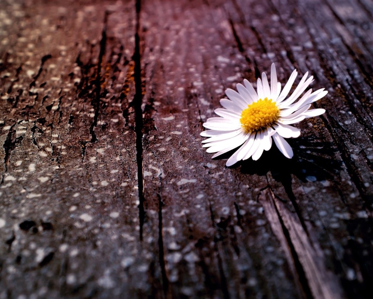 Трава цветы