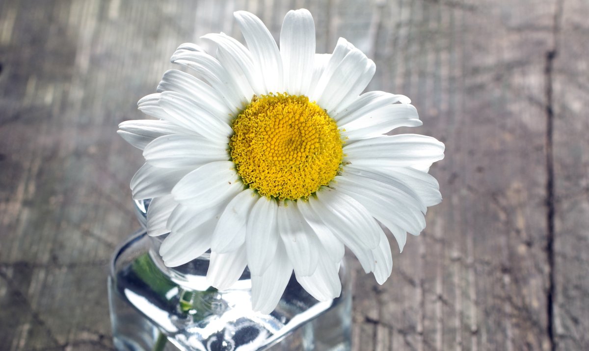 Соцветие ромашки