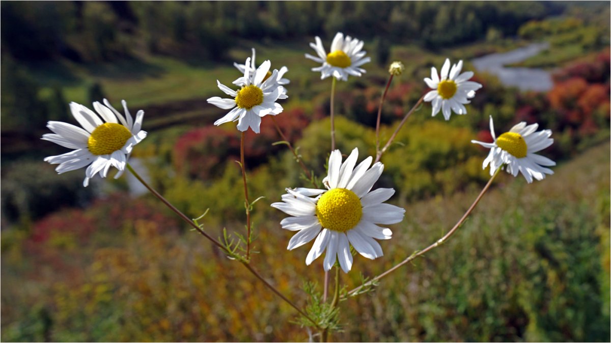 Сломанная Ромашка