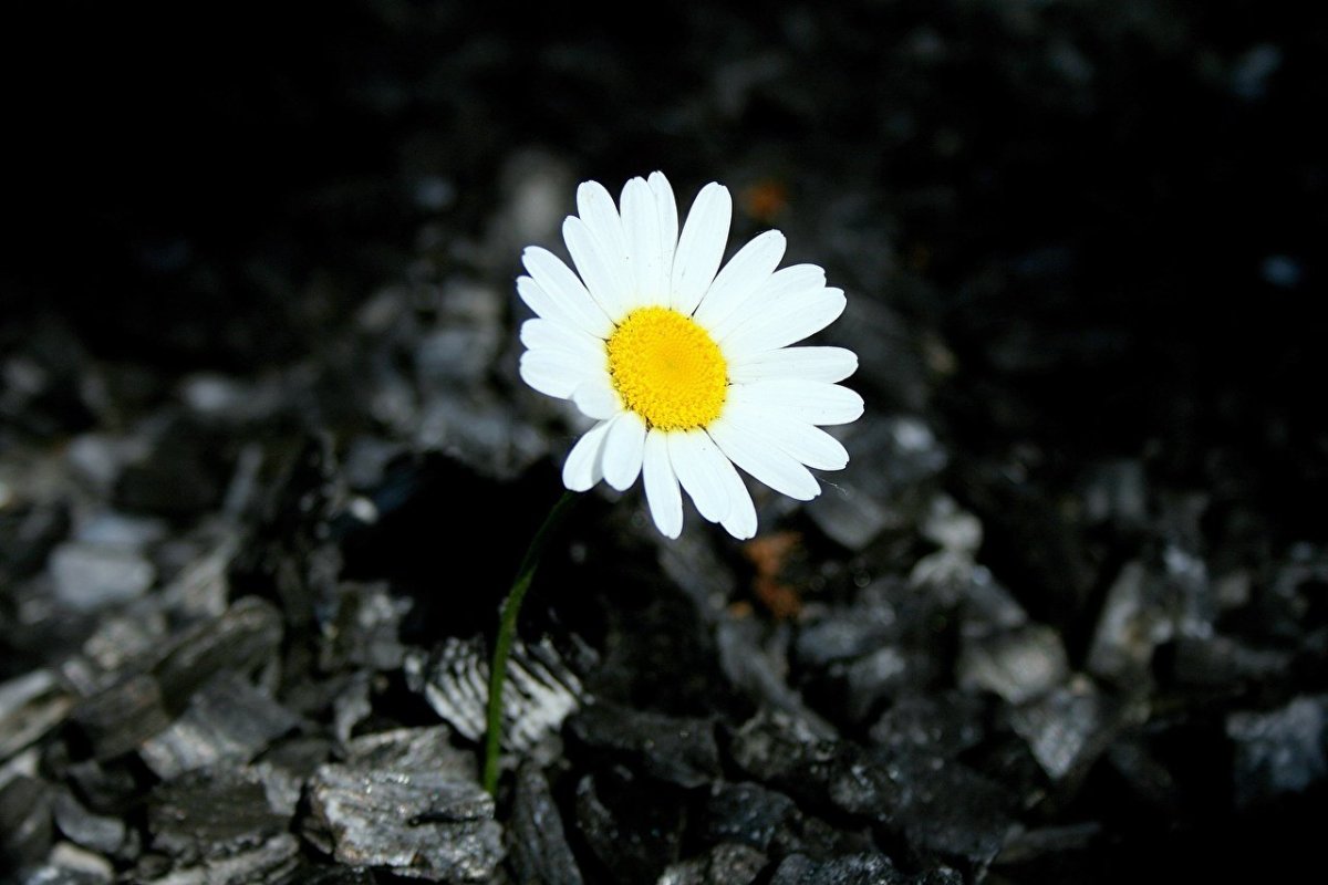 Ромашка в макросъемке